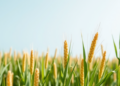 Engineered Cereal Crops Could Become Factories for Fish Oils, Waxes and Pheromones