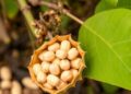 Ensemble transfer learning detects nutrient deficiencies and predicts groundnut yield loss