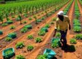 Ethiopian crop production falls short of healthy diet requirements