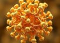 Evolutionary algorithm reveals stable structures of gold-copper clusters