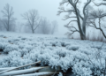 Explainable AI and Terrain Data Sharpen Forecasts of Devastating Apple Frosts
