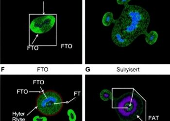 FTO Loss Protects Vascular Cells in Obesity Hypertension via NDRG1 Methylation