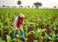 Farmers Lead India’s Plant Variety Protection Boom, Landmark Study Finds