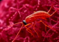 Fat Thieves: How Leishmania infantum Rewires Host Cell Lipids to Fuel Infection