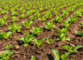 Federated Learning Takes Root: How Distributed AI Is Transforming Precision Agriculture