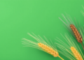 Fermentation Rewrites the Antioxidant Story of Black and Yellow Highland Barley