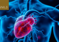Fibroblast Protein GNL3 Emerges as Hidden Culprit in Chemotherapy Heart Damage