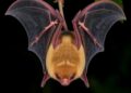 Filarioid Nematodes Detected Molecularly in Western Amazonian Bats