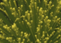 Five-Year Study Uncovers Hidden Rhythms in Lake Microbes
