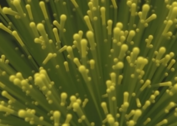 Five-Year Study Uncovers Hidden Rhythms in Lake Microbes