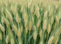 Flax Varieties React Differently to Sowing Density in Kazakhstan’s Harsh Continental Climate