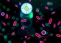 Fluorescence videography enables rapid automated in-clinic microfilariae detection