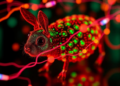Fluorescent Probes Let Scientists Watch Glucose Move Through Living Animals in Real Time
