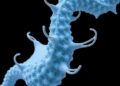 Foaming photopolymers enable high-resolution biomimetic 3D printing