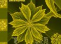 Forty-five years studying plant silicon and phytoliths: a personal retrospective