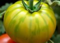 Frequency-domain and deformable attention boost tomato pedicel segmentation