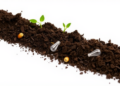 From Soil to Plate: How Tiny Plastics Climb the Food Chain