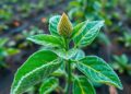 Frozen AI features enable robust plant disease detection from lab to field