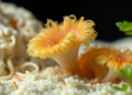 Fungal Nanofibers Turn Aspergillus niger Waste Into Antibacterial Bioplastic