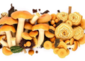 Fungi Grown on Farm Waste Turn Into Tough, Tunable Biomaterials