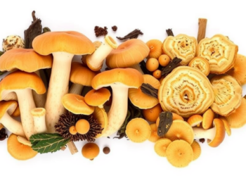 Fungi Grown on Farm Waste Turn Into Tough, Tunable Biomaterials