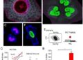 GABAergic signaling shapes immune responses in Trichinella-infected dendritic cells