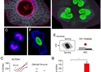 GABAergic signaling shapes immune responses in Trichinella-infected dendritic cells