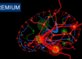 GSK-3β Overexpression Reshapes Hippocampal Synapses in a Region-Specific Manner