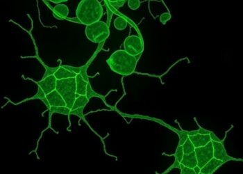 Galectin-1-high monocytes boost functional memory CD8+ T cell generation