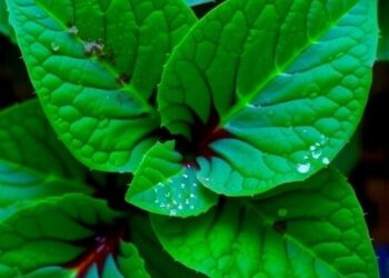 Gamma irradiation alters regeneration and oxidative stress in two Begonia rex cultivars