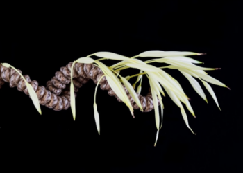 Gene Behind Chalky Rice Mutant Unlocks High-Resistant-Starch Breeding