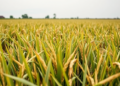 Gene-Stacked Rice Lines Reveal New Path to Drought-Proof Yields