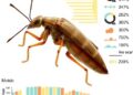 Gene family evolution and salivary gene expression track diet shifts in hemipterans