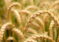 Genebank Goldmine Yields New Wheat Defenses Against Devastating Rust Diseases