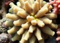 Genetic Structure and Environment-Linked Loci in a Resilient Coral Along Eutrophication Gradient