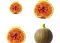 Genetic and morphological diversity revealed in Mediterranean fig genotypes