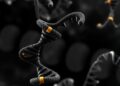 Genetic links found between BF2 gene, LEI0258 marker, and SNP panel