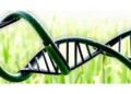 Genetic transformation of forage crops: barriers, evidence, and new strategies