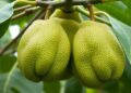 Genome-Wide MYB Gene Analysis Reveals Cold Stress Responses in Jackfruit