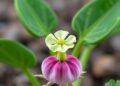 Genome-Wide Study Reveals lncRNAs and miRNAs Regulating Radish Flower Development