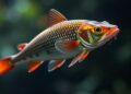 Genome sequencing reveals chromosomal fusion behind early XY sex chromosome evolution in catfish