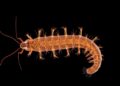 Genome skimming uncovers multipartite mitochondrial DNA in parasitic nematode