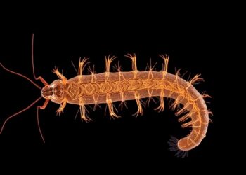 Genome skimming uncovers multipartite mitochondrial DNA in parasitic nematode
