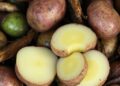 Genome study reveals evolution of potato blight lineages after Irish Famine