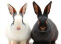 Genome-wide analysis reveals genetic diversity in two Chinese black rabbit breeds