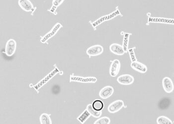 Genomic diversity and antibiotic resistance in porcine F18 E. coli strains