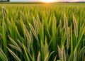 Genomic prediction models tested for timothy grass across Norwegian environments