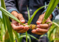 Genomic tools promise faster sugarcane breeding, major review finds