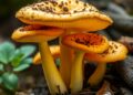 Giant transposable elements fuel genetic diversity in fermented food fungus