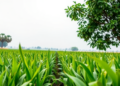 Global Transgenic Crop Lessons Point India Toward Its Next Agricultural Leap